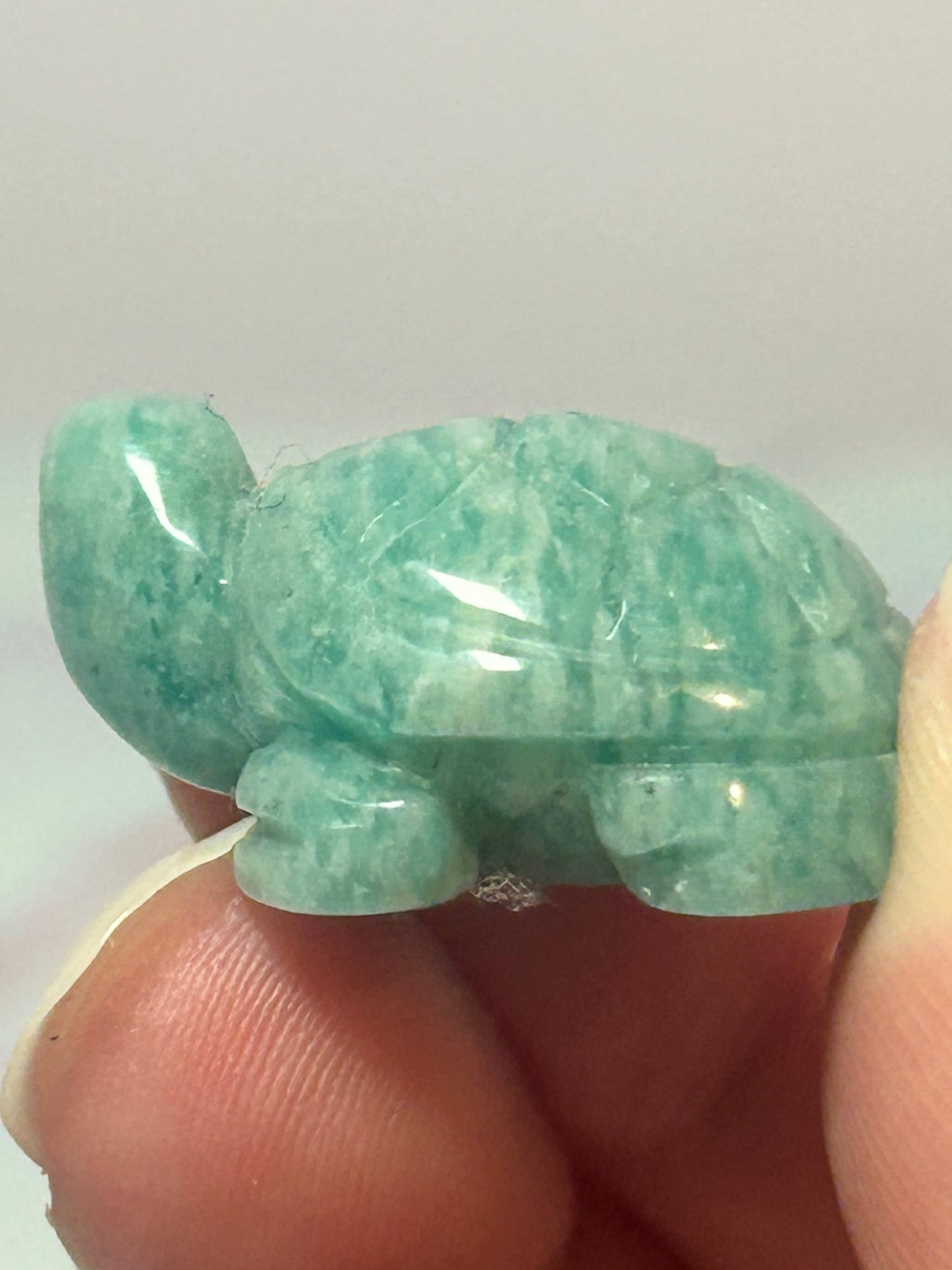 Amazonite Turtle