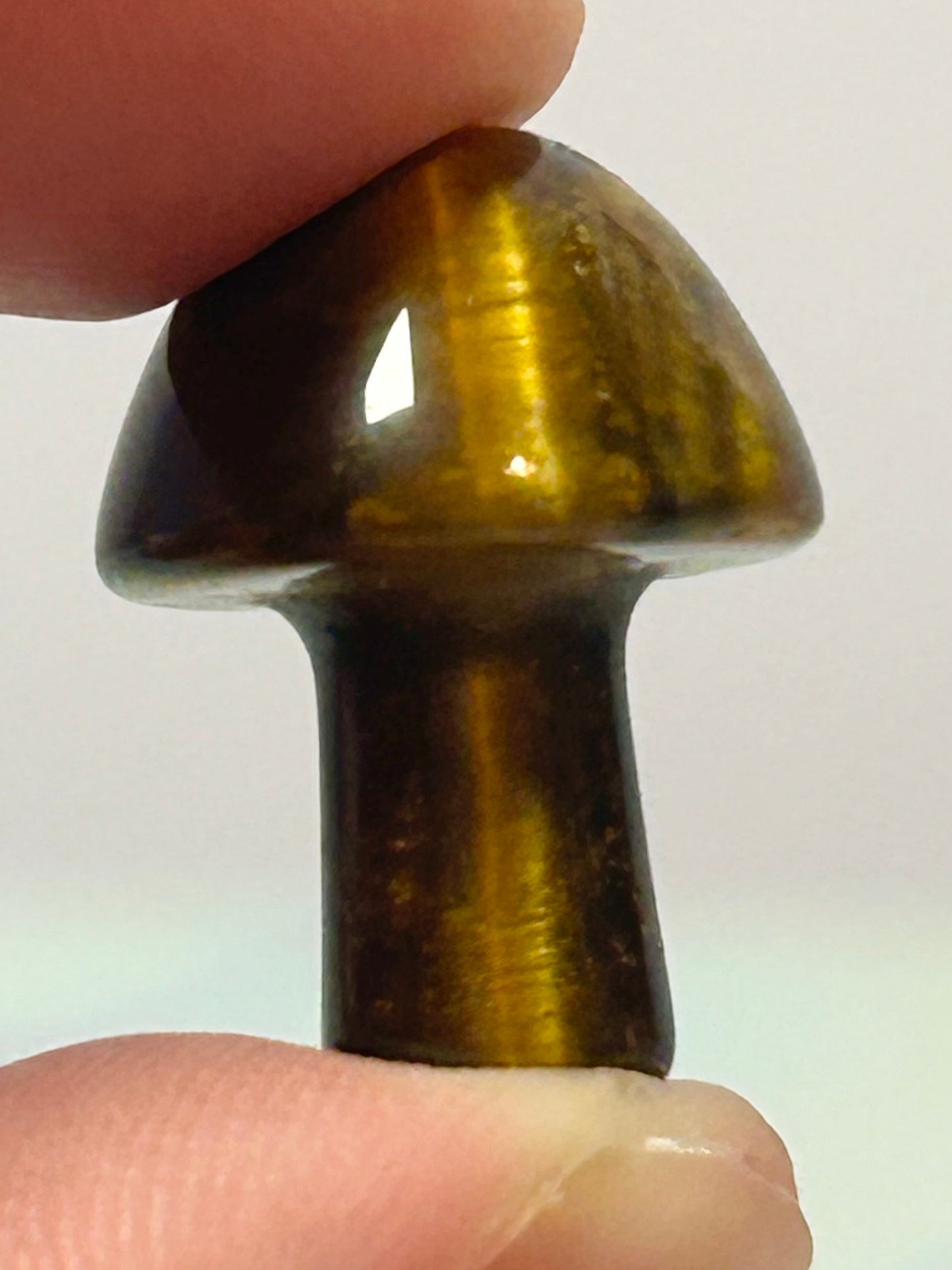 Tigers Eye Mushroom