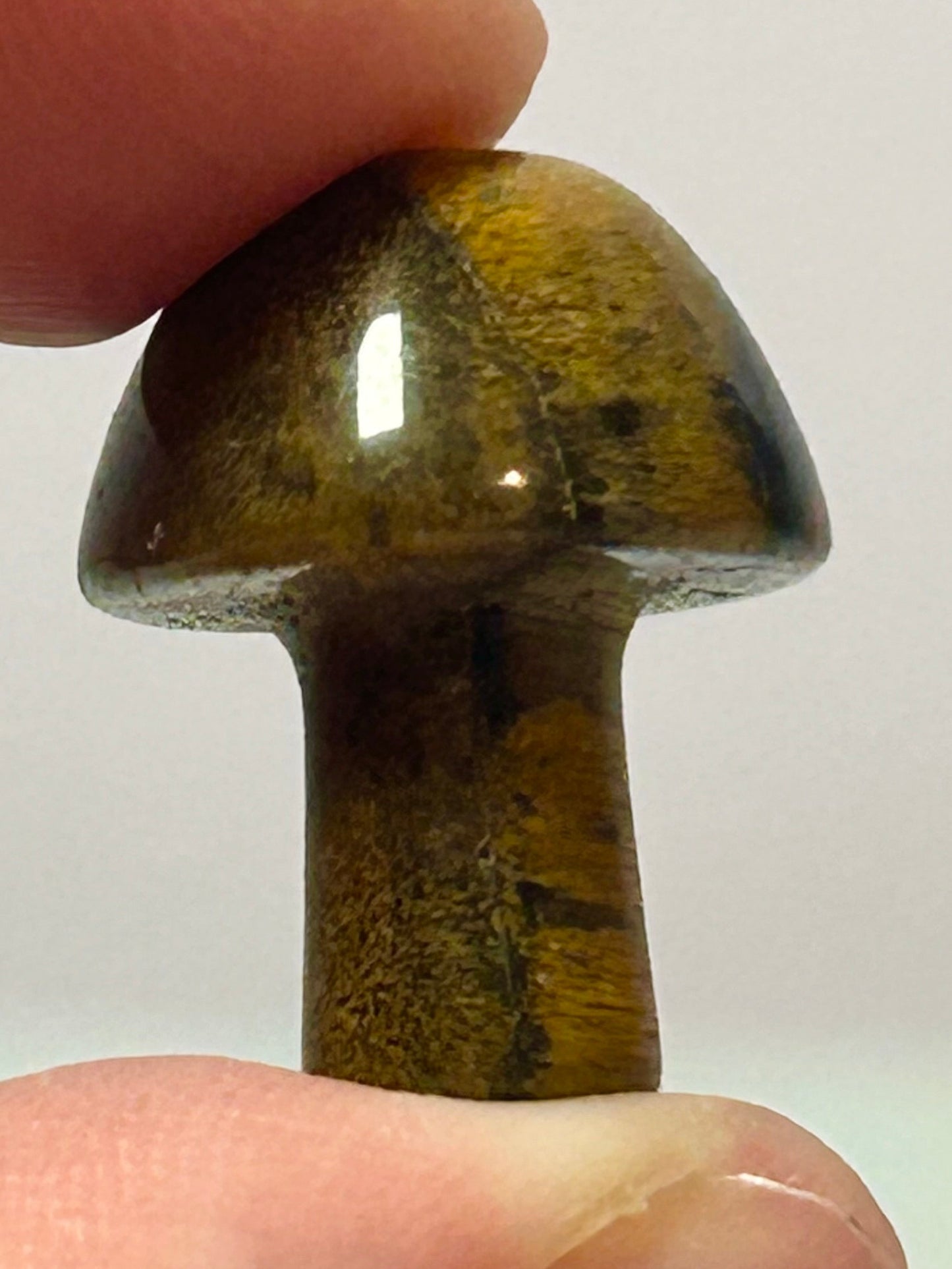 Tigers Eye Mushroom